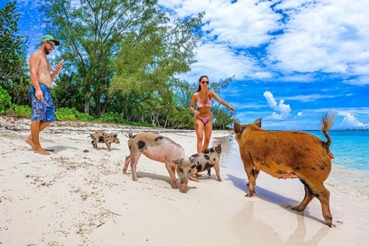 nassau-swimming-pigs-tours